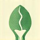 Mindful Path Institute Logo